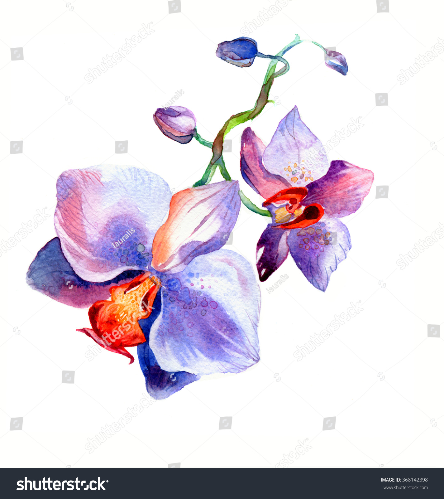 New View Orchid Watercolor Hand Drawn Stock Illustration Shutterstock