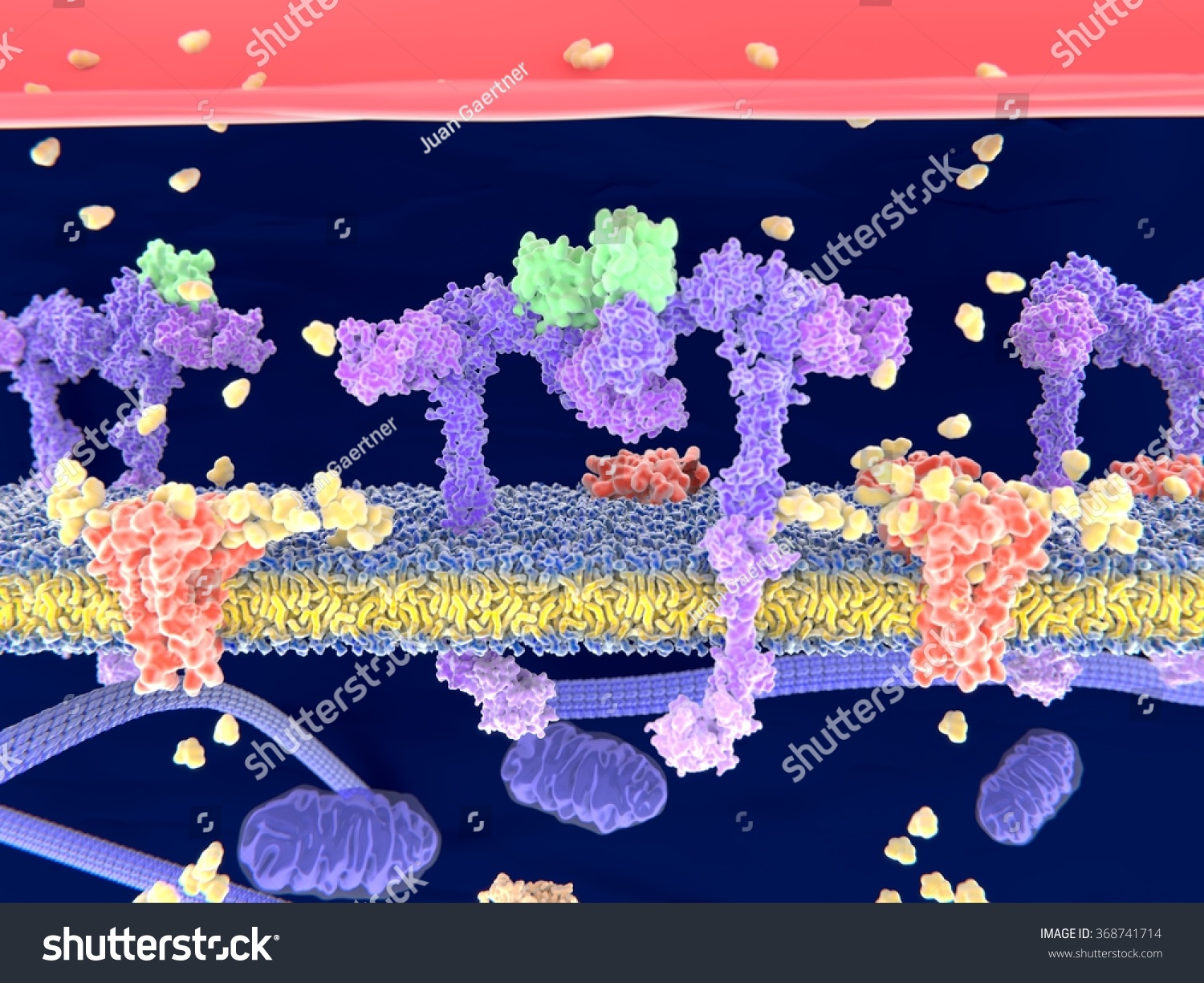 Insulin Green Binding Insulin Receptor Violet Stock Illustration 