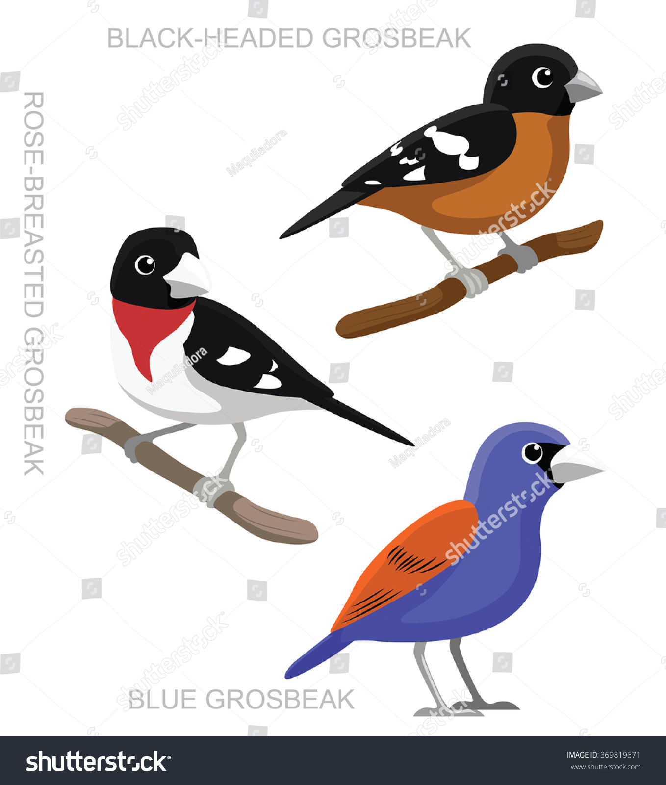 Bird Grosbeak Set Cartoon Vector Illustration Stock Vector (Royalty ...