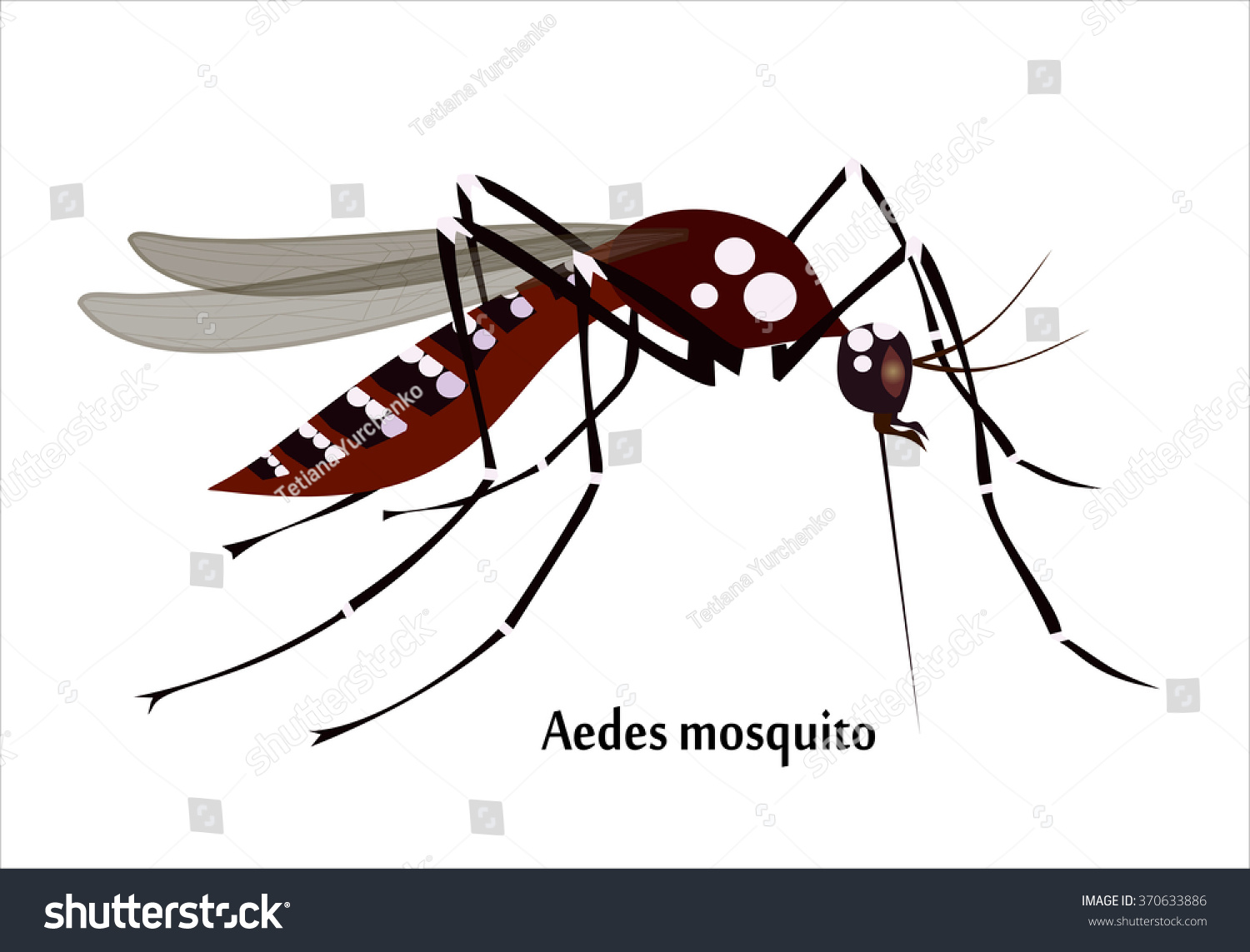 Комар Aedes рисунок