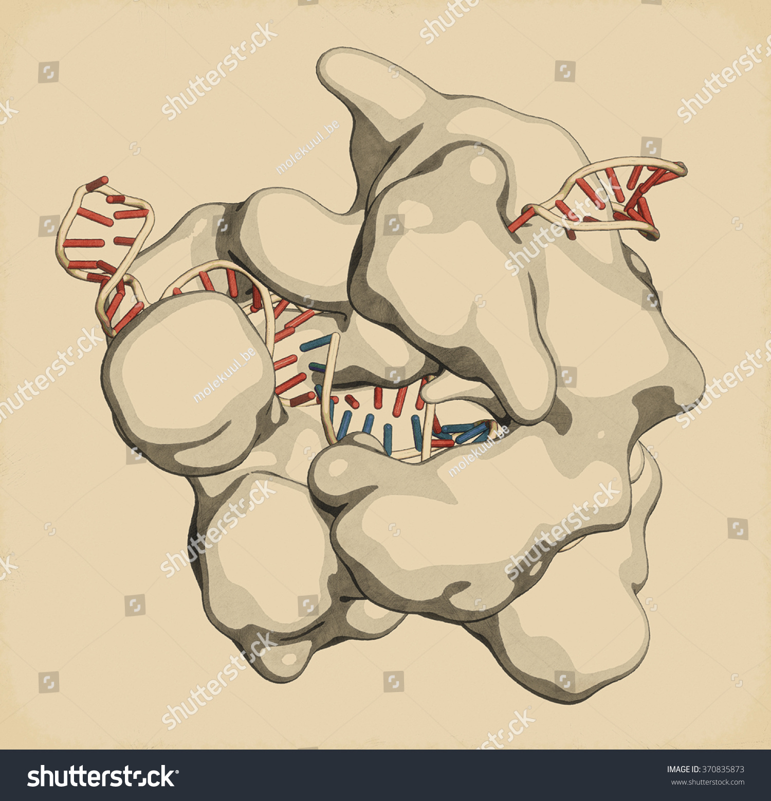 Crisprcas9 Gene Editing Complex Streptococcus Pyogenes Stock Illustration 370835873 Shutterstock 3160