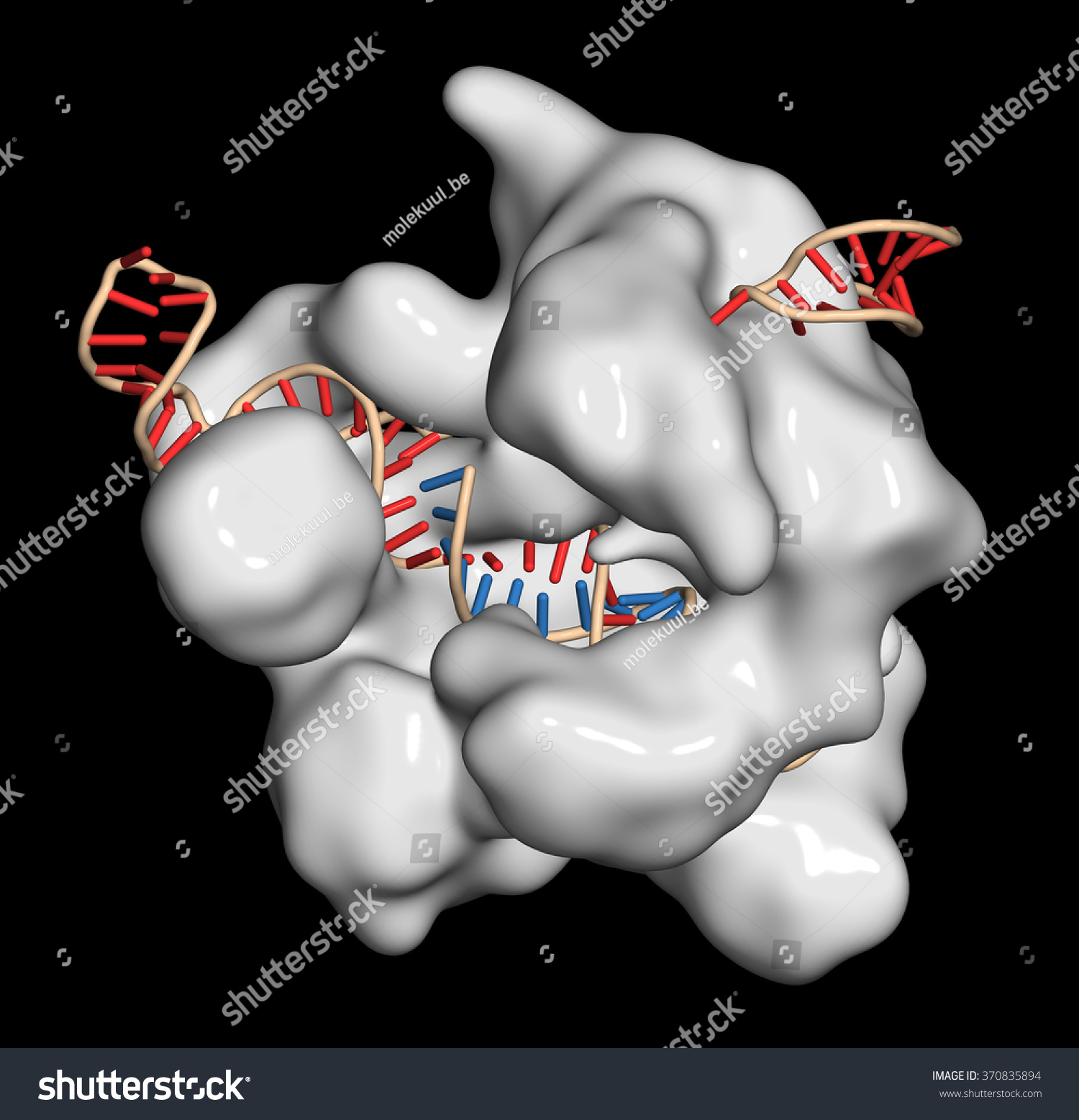 Crisprcas9 Gene Editing Complex Streptococcus Pyogenes Stock Illustration 370835894 Shutterstock 6112