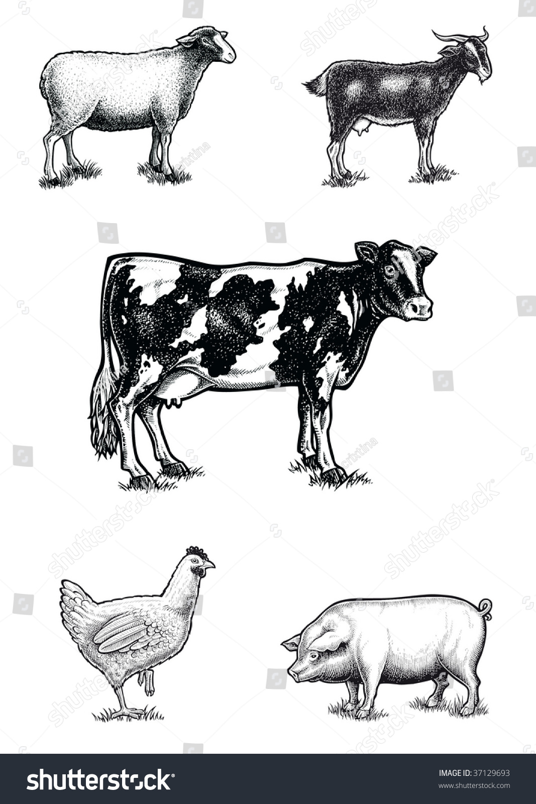 Farm Animals On Scratchboard Stock Illustration 37129693 | Shutterstock