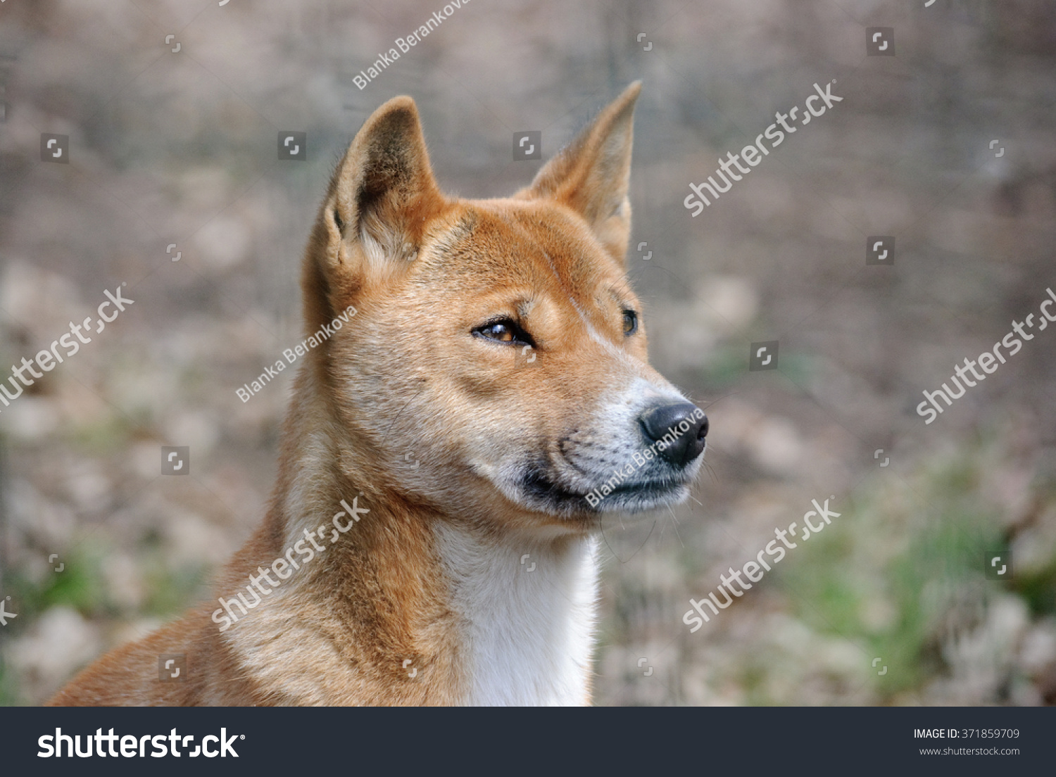 how many puppies are born in a new guinea singing dog litter