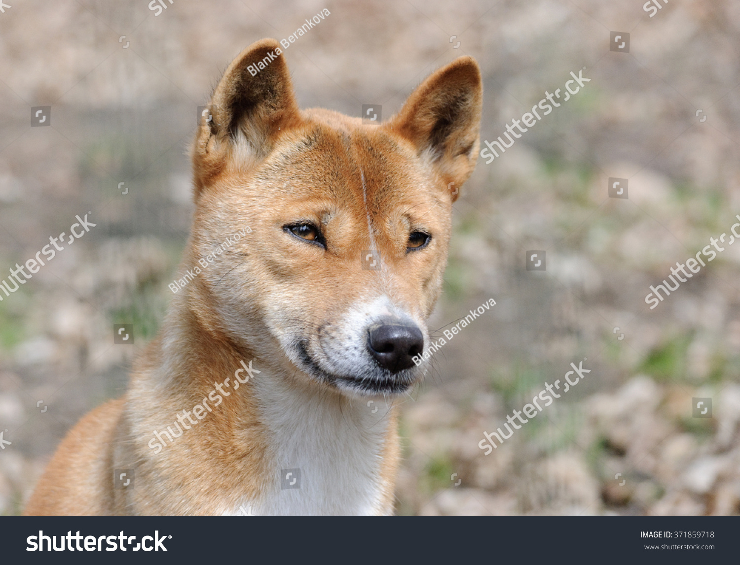 how many puppies are born in a new guinea singing dog litter