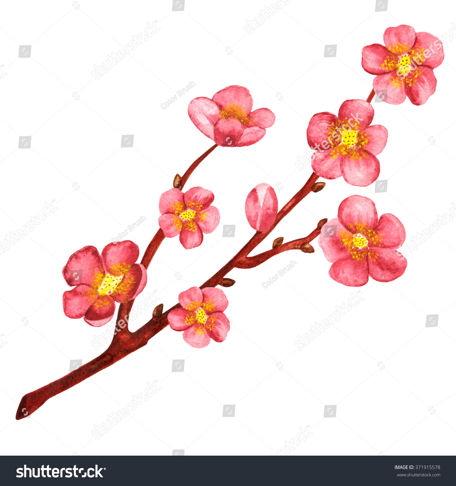 Watercolor Branch Blossom Sakura Cherry Tree Stock Illustration ...