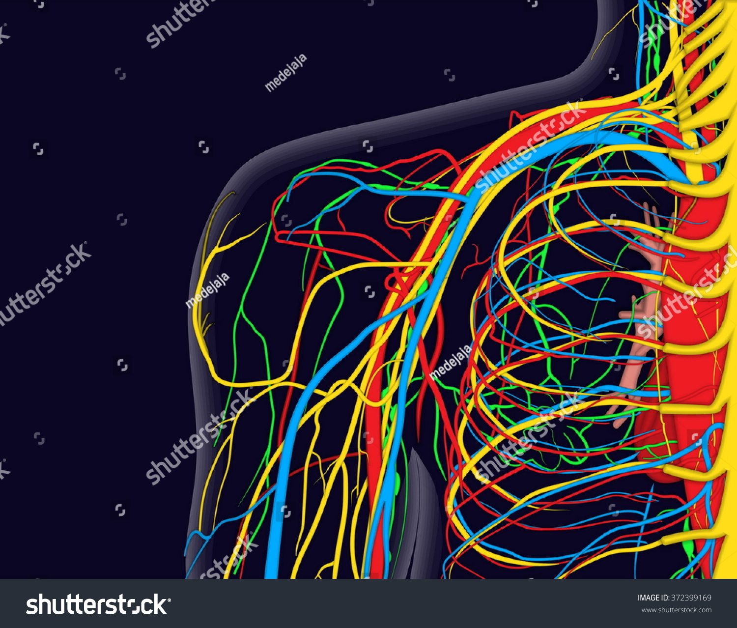 Medical Vector Illustration Shoulder Anatomy Nerves Stock Vector ...