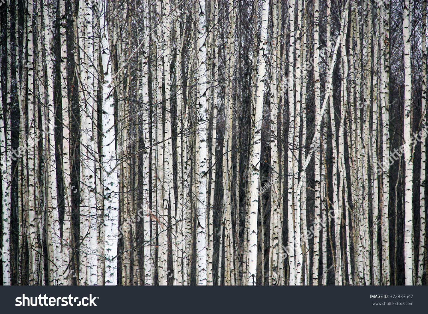 Black White Aspen Forest Winter Stock Photo 372833647 | Shutterstock