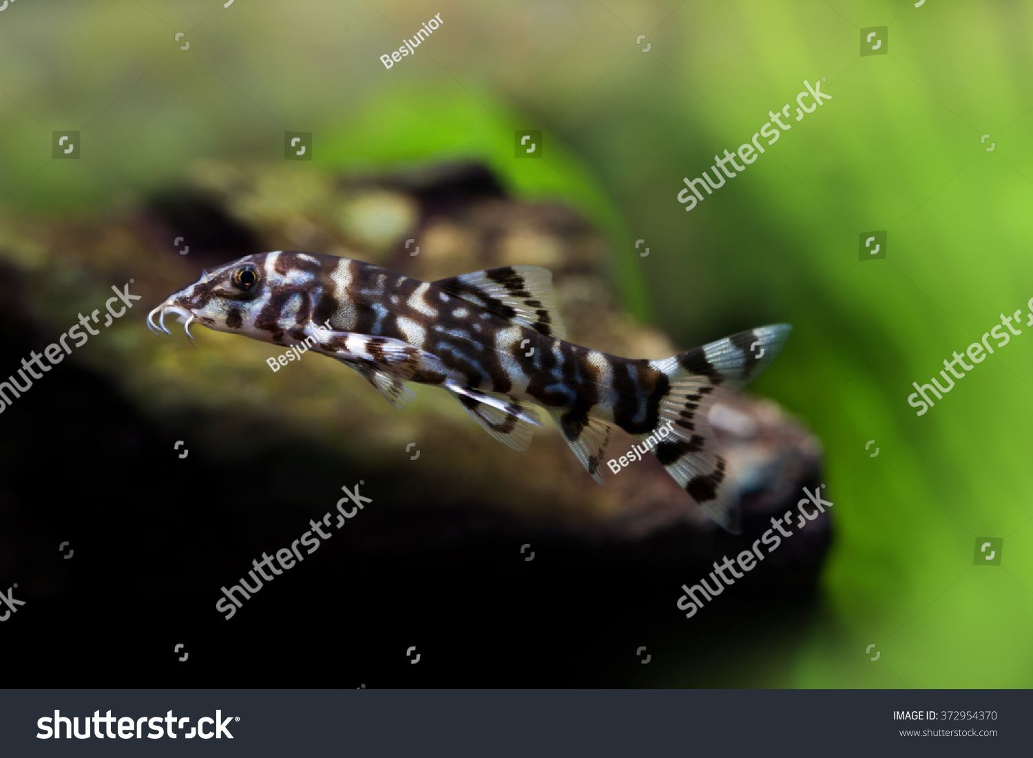 Botia Histrionica Aquarium Fish Swimming Striped Stock Photo 372954370 ...