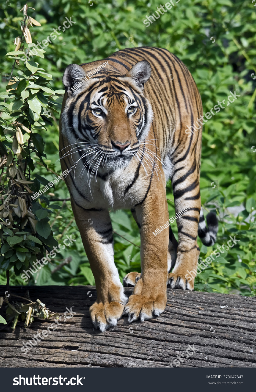 white-tiger-latin-name-panthera-tigris-tigris-var-alba-stock-photo