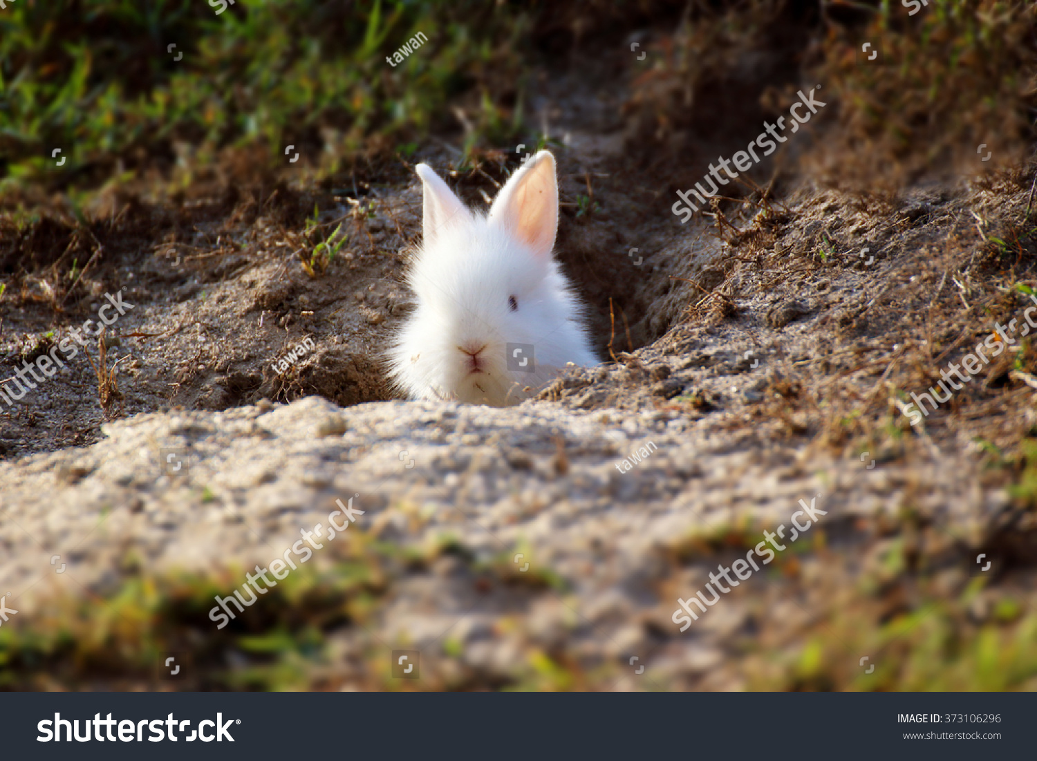 Cute White Little Rabbit Peeking Out Stock Photo 373106296 | Shutterstock