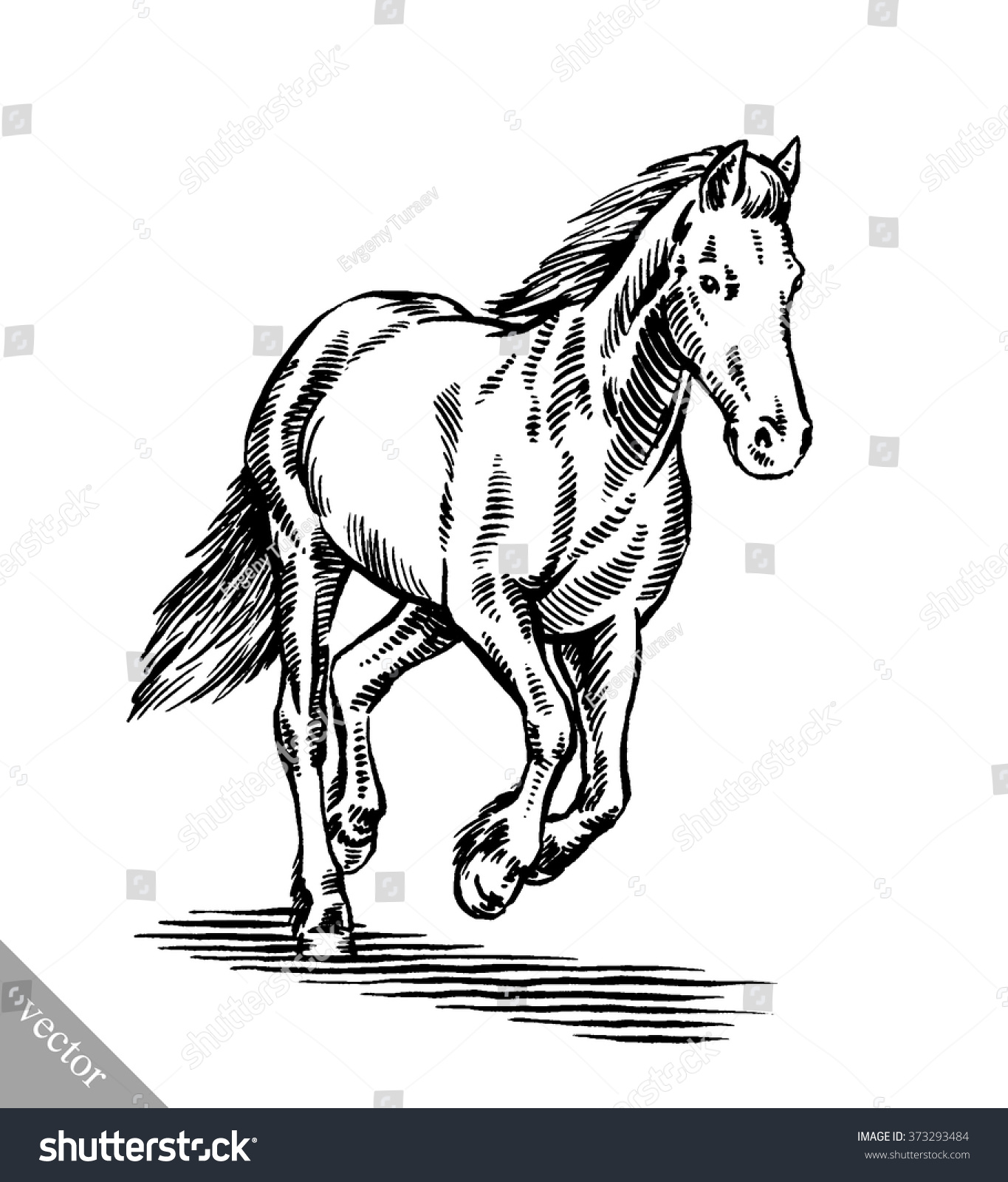 Engrave Ink Draw Horse Illustration Stock Vector (Royalty Free ...