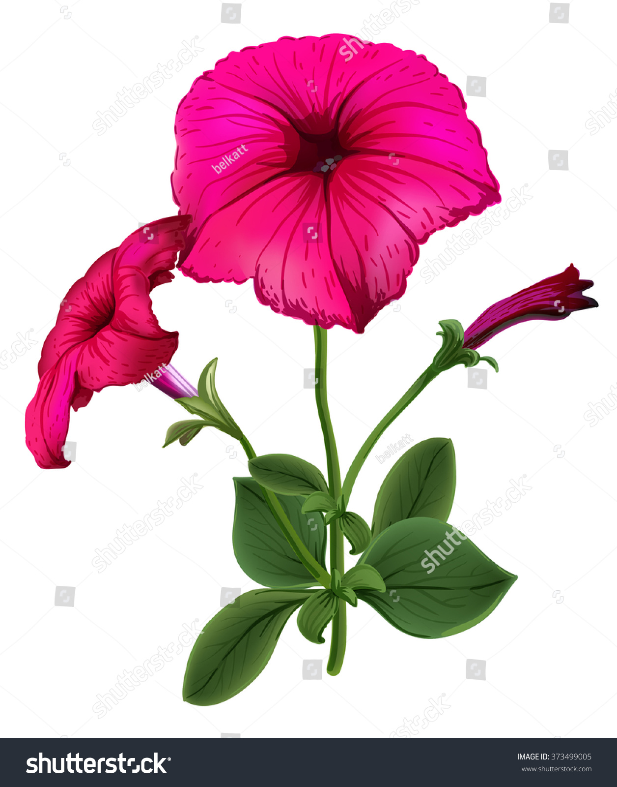 Petunia Flower Isolated On White Background Stock Vector (Royalty Free ...