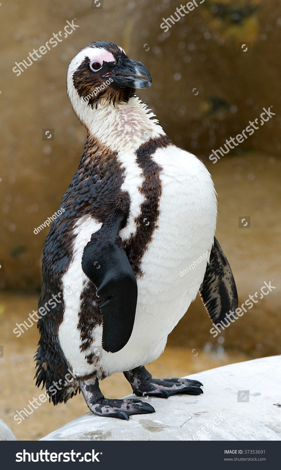 penguin webbed feet