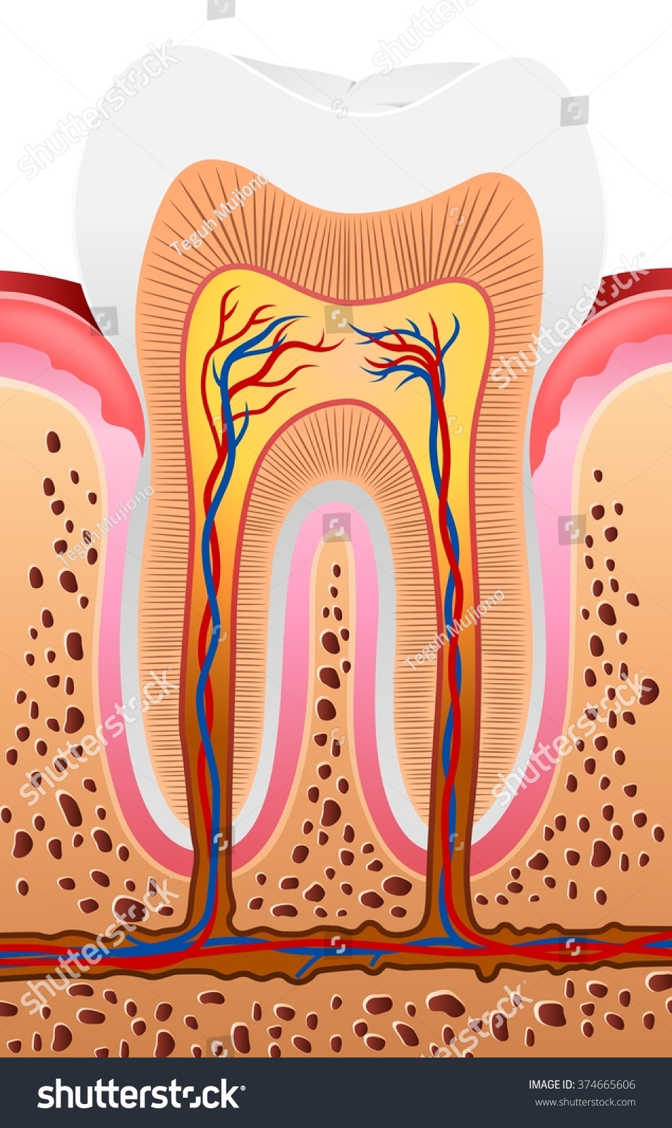 Illustration Human Tooth Anatomy Stock Vector (Royalty Free) 374665606 ...