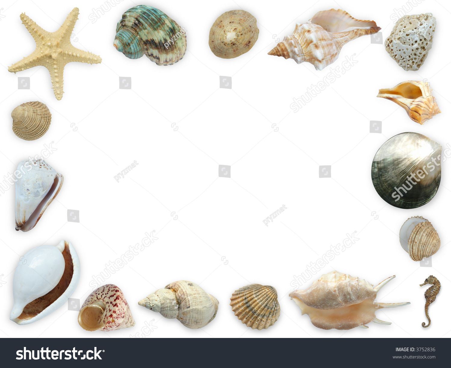 Framework Assorted Seashells Starfish Seahorse White Stock Photo ...