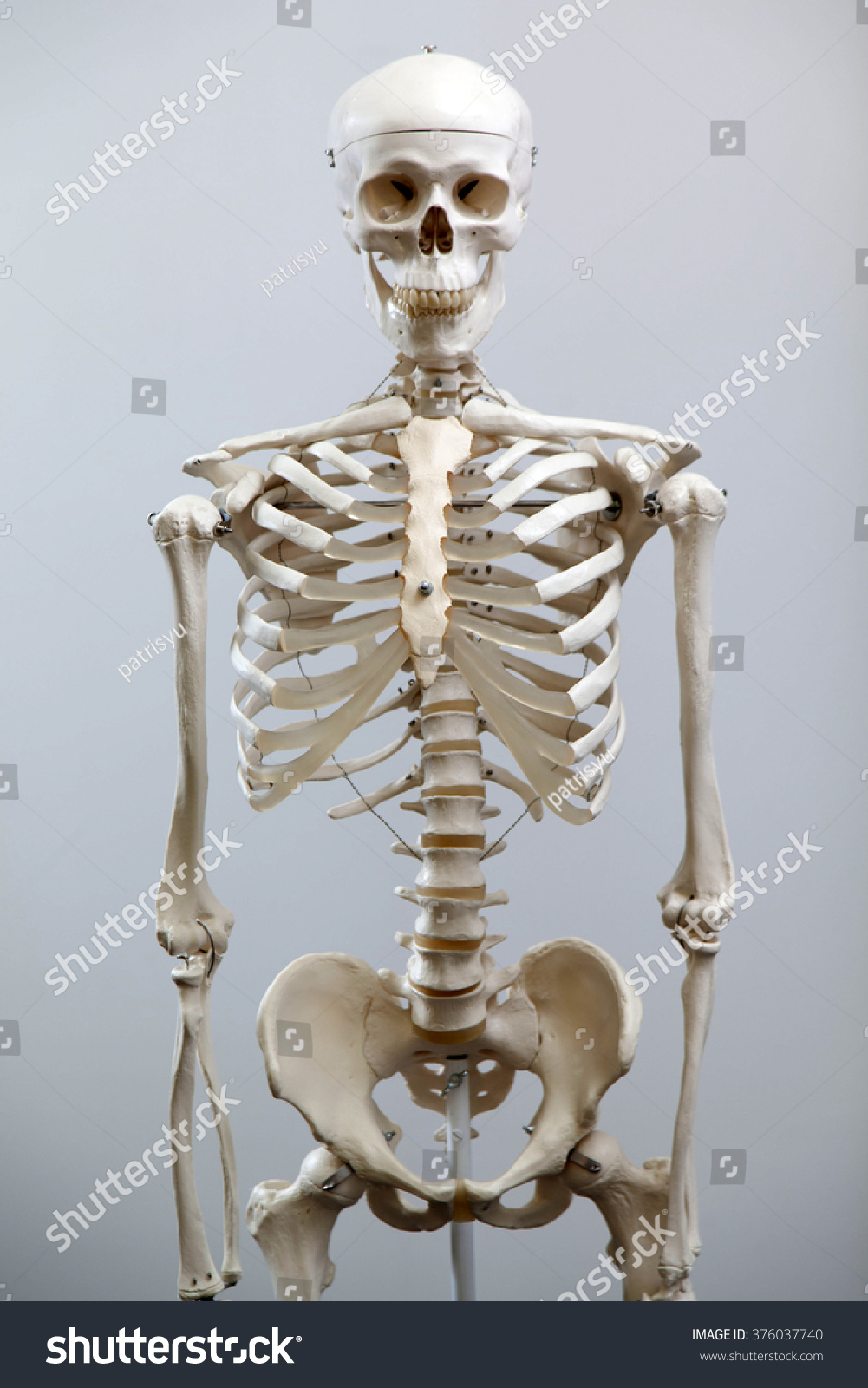 Medical Visual Aid Model Human Skeleton Stock Photo 376037740 ...