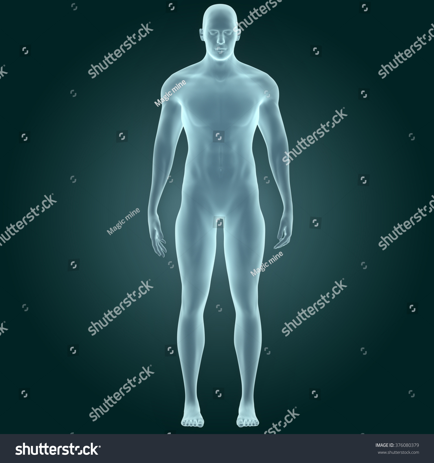 Human Male Muscle Body Stock Illustration Shutterstock