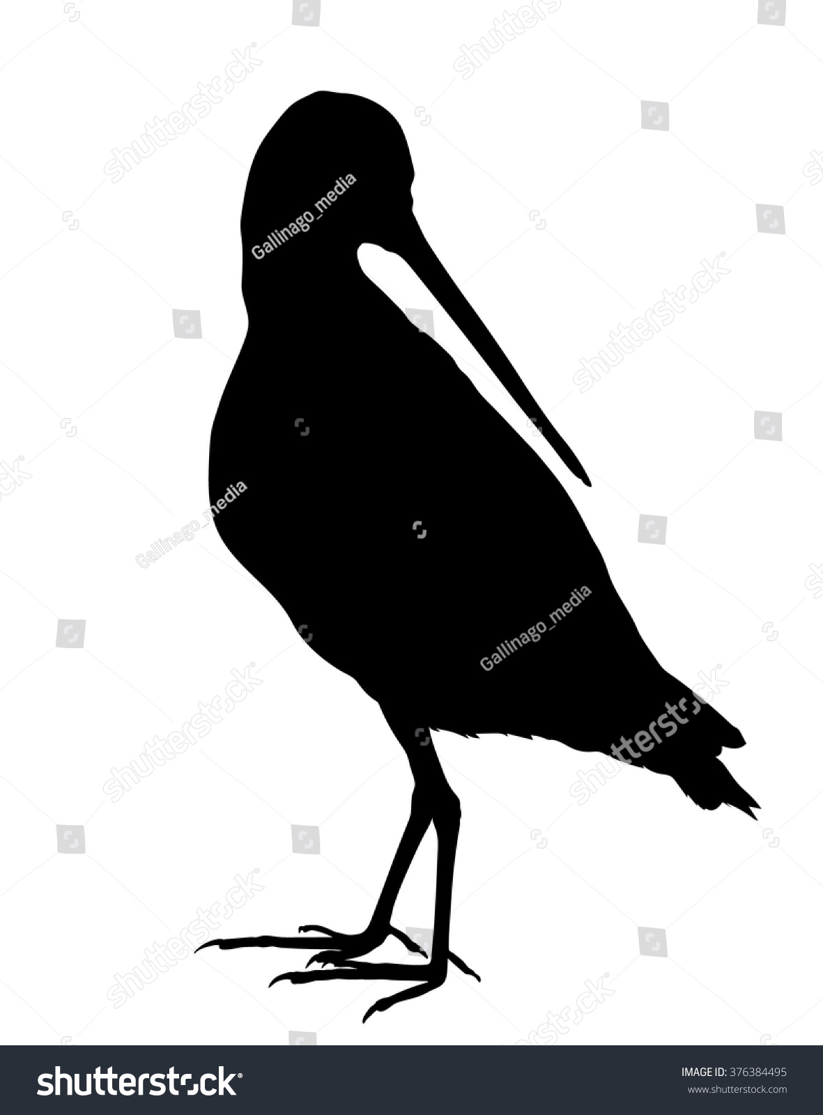 Vector Silhouette Standing Common Snipe Stock Vector Royalty Free 376384495 Shutterstock 