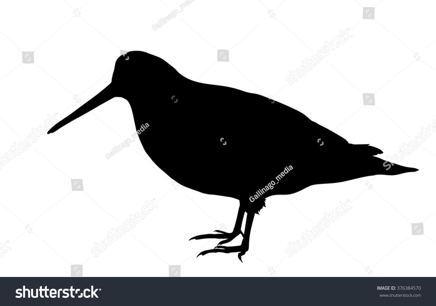 Vector Silhouette Standing Woodcock Stock Vector (Royalty Free ...