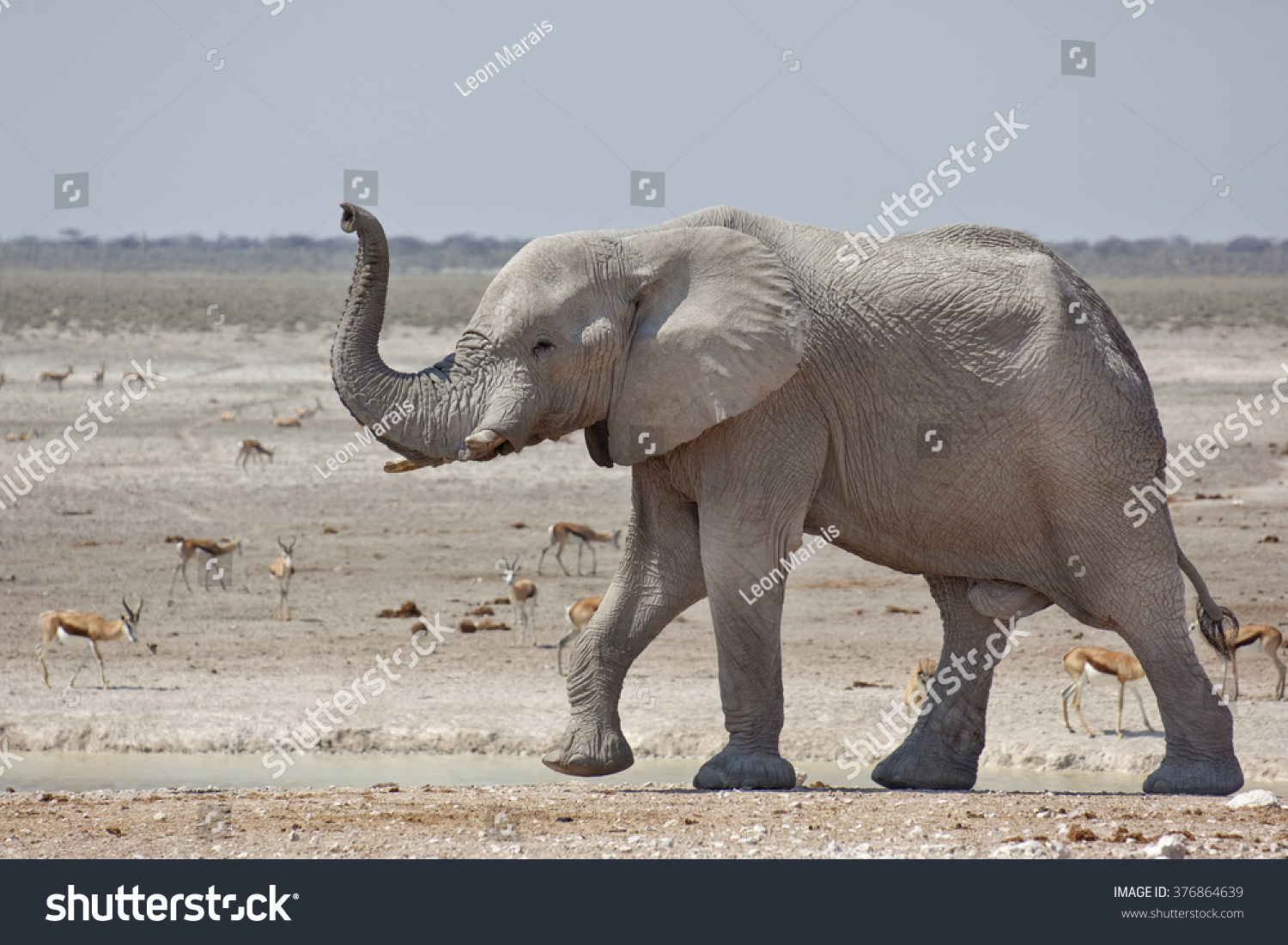 Слон идет сбоку