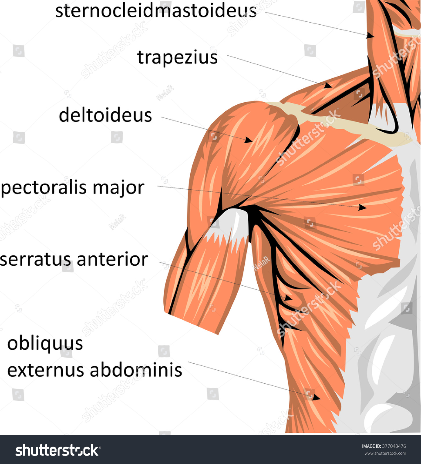 Muscles Arm Anatomy Stock Vector (Royalty Free) 377048476 Biology Diagrams
