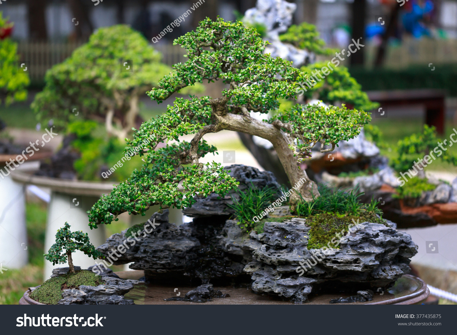 Bonsai Baum im Garten Stockfoto 20   Shutterstock