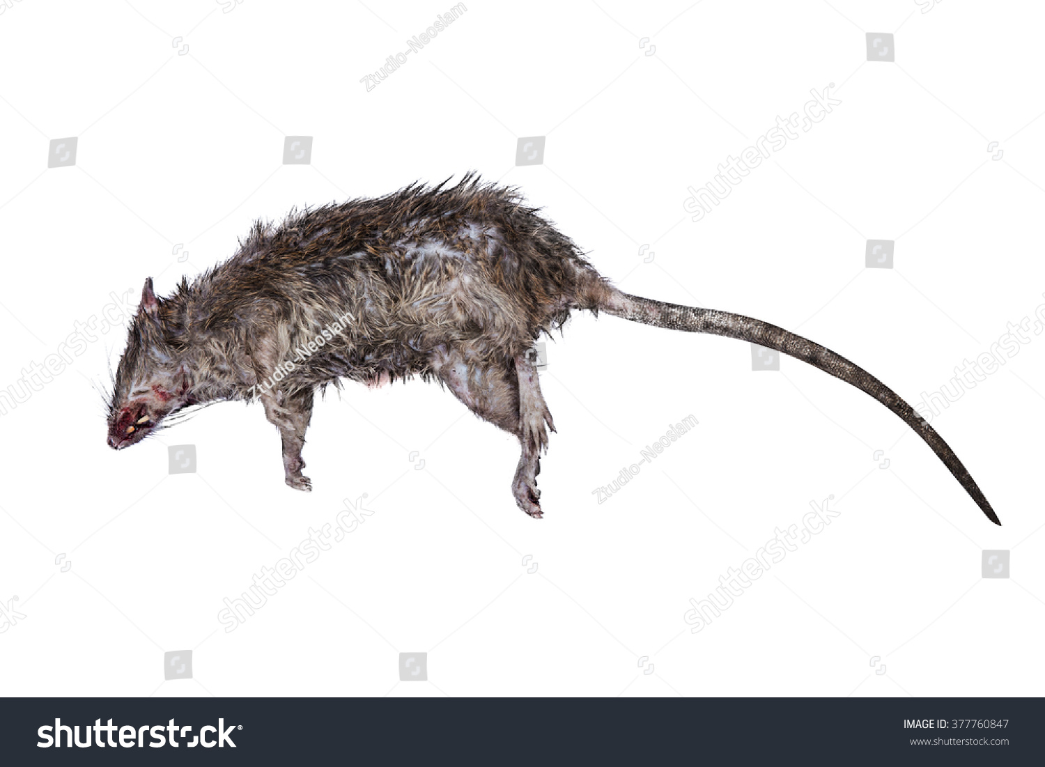 Текстура лап крысы