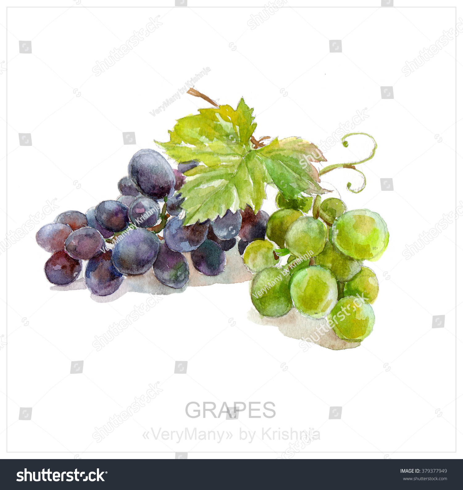 Green Blue Grapes On White Background Stock Illustration 379377949 ...