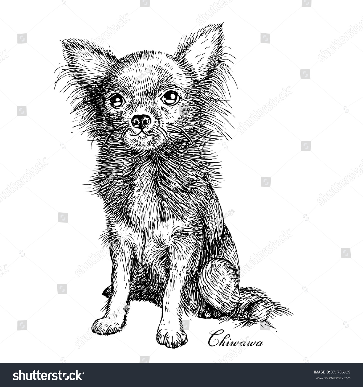 Chiwawa Dog Drawing Sketch Vector Illustration Stock Vector (Royalty ...