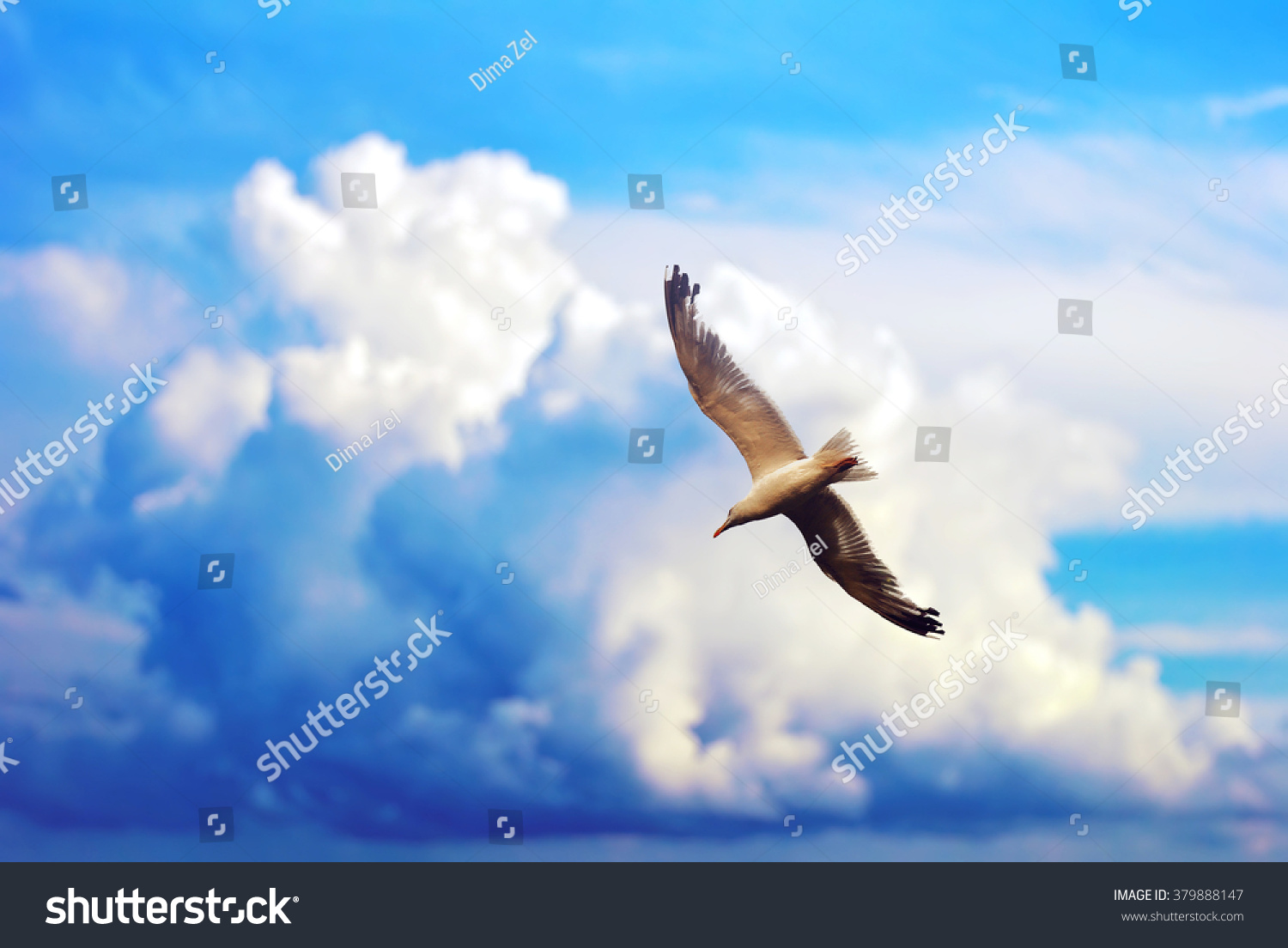 335 Cool bird flying in sunset Images, Stock Photos & Vectors ...