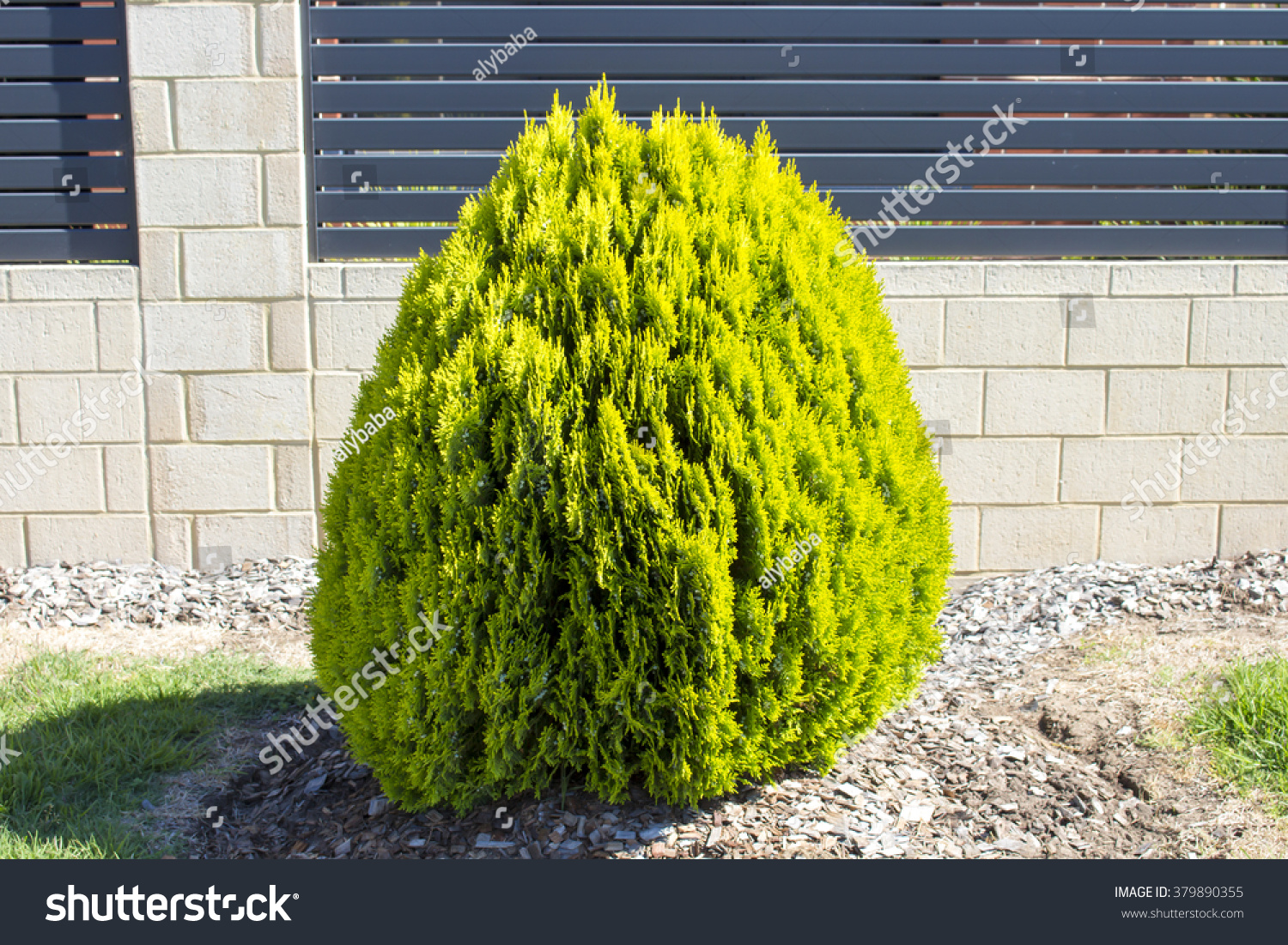 Delightful Ornamental Decorative Thuja Orientalis Aurea Stock Photo ...