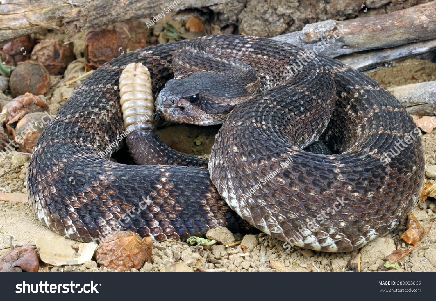 southern pacific rattlesnake with mouth open