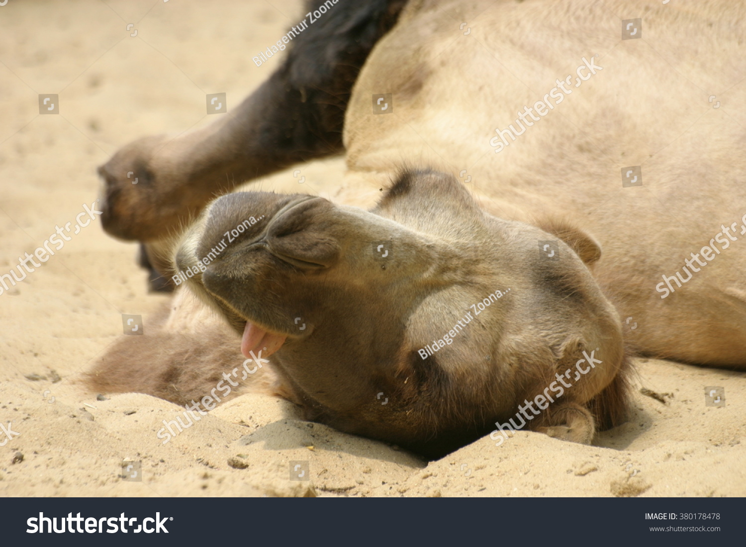 Bactrian Camel Camelus B Bactrianus Sand Stock Photo 380178478 ...