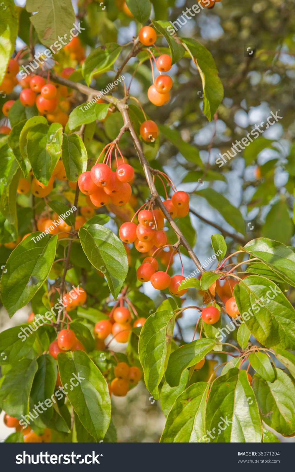 Яблоня Malus prunifolia