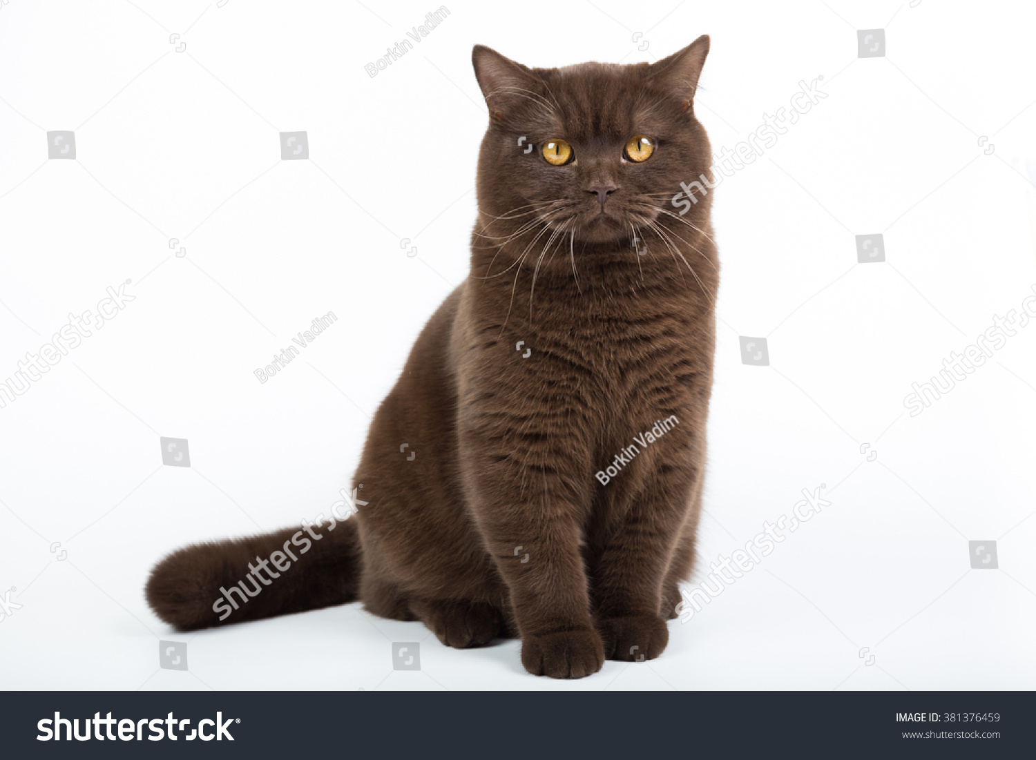 Британский короткошерстный кот шоколадного окраса
