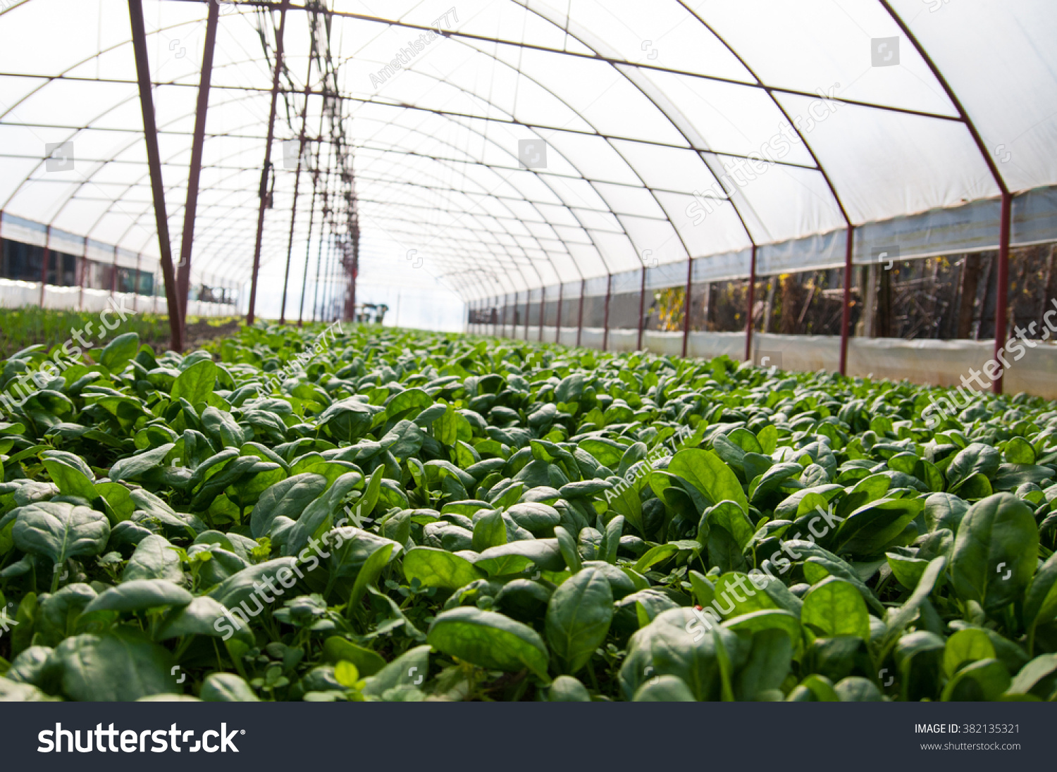 Spinach Plantation Modern Greenhouse Stock Photo 382135321 | Shutterstock