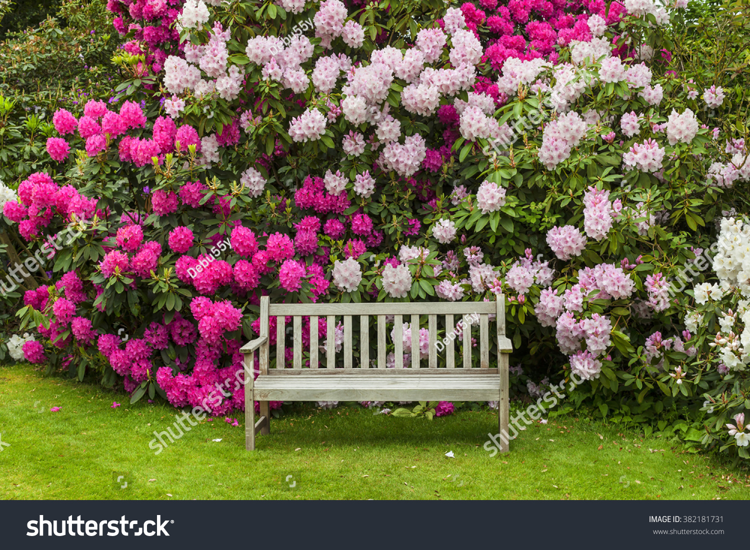 Rhododendron Garden Wooden Bench Stock Photo 17  Shutterstock