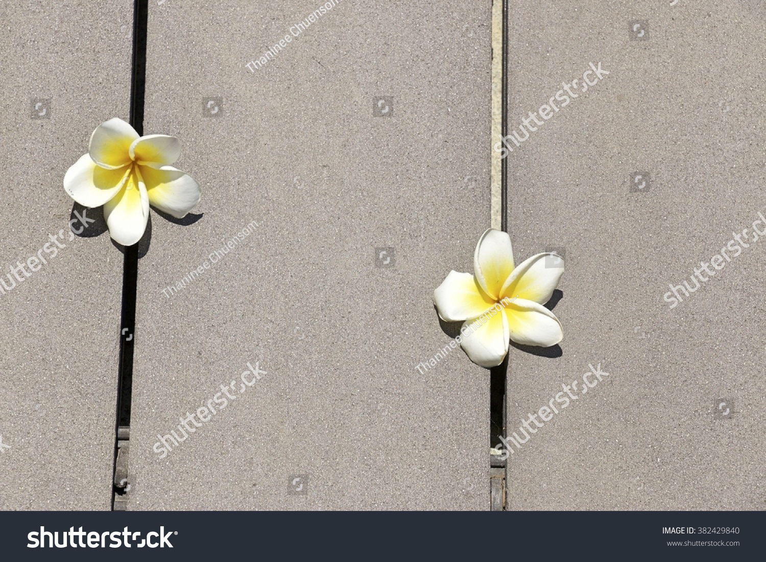 Plumeria Flower Background Stock Photo 382429840 | Shutterstock