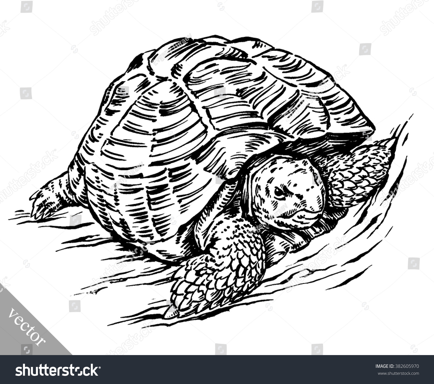 Engrave Ink Draw Turtle Illustration Stock Vector (Royalty Free ...