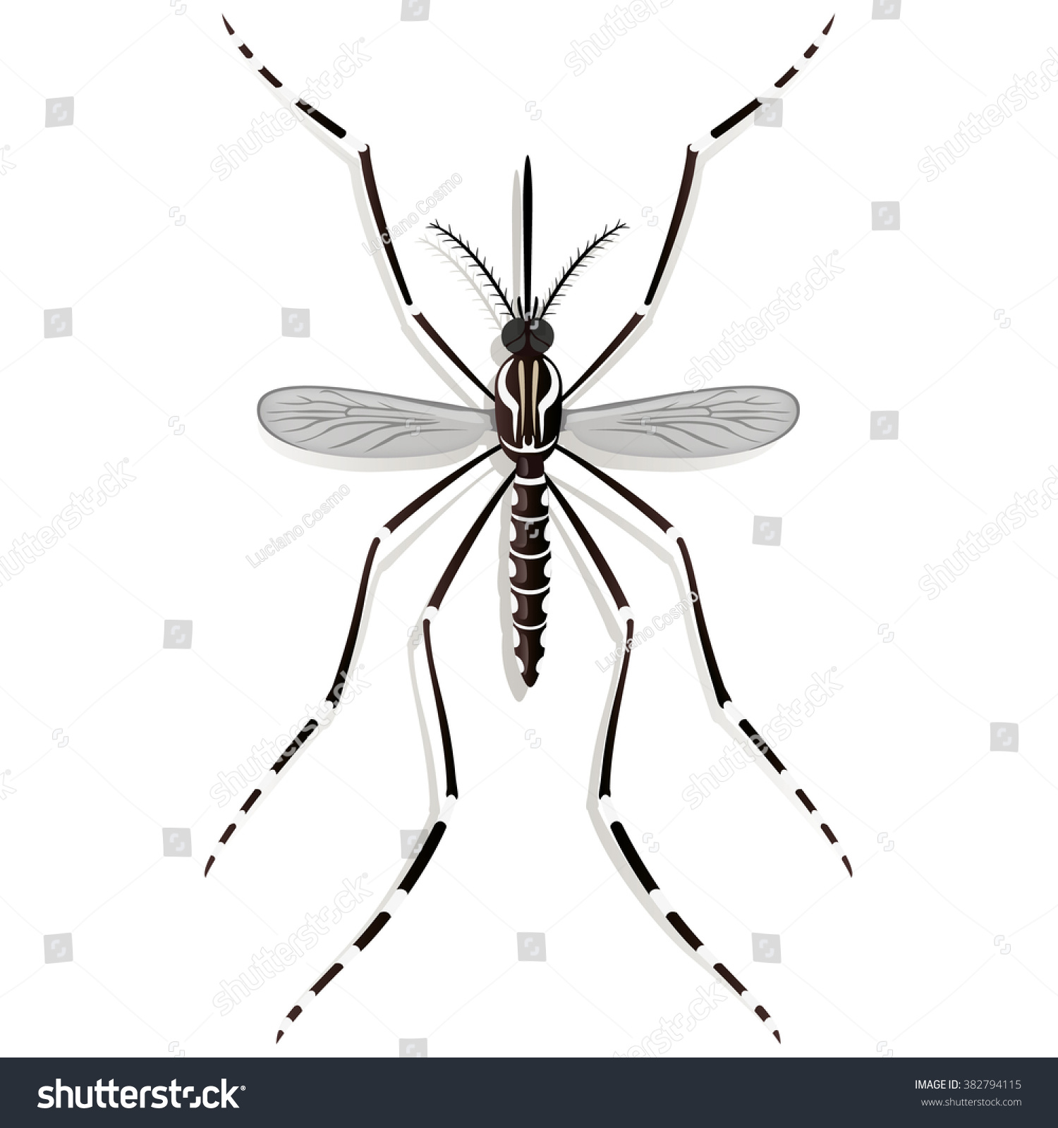 Nature Aedes Aegypti Mosquitoes Stilt Top Stock Vector Royalty Free Shutterstock