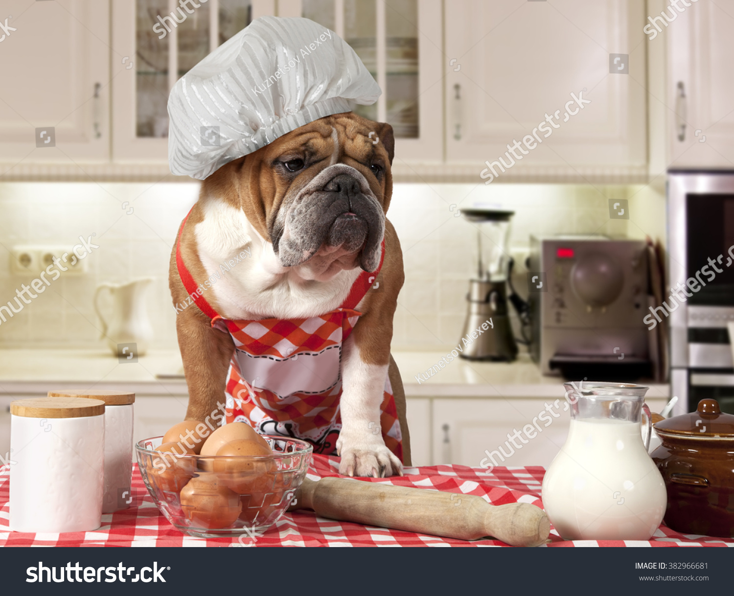 English Bulldog Chefs Hat Standing Table Stock Photo 382966681 ...
