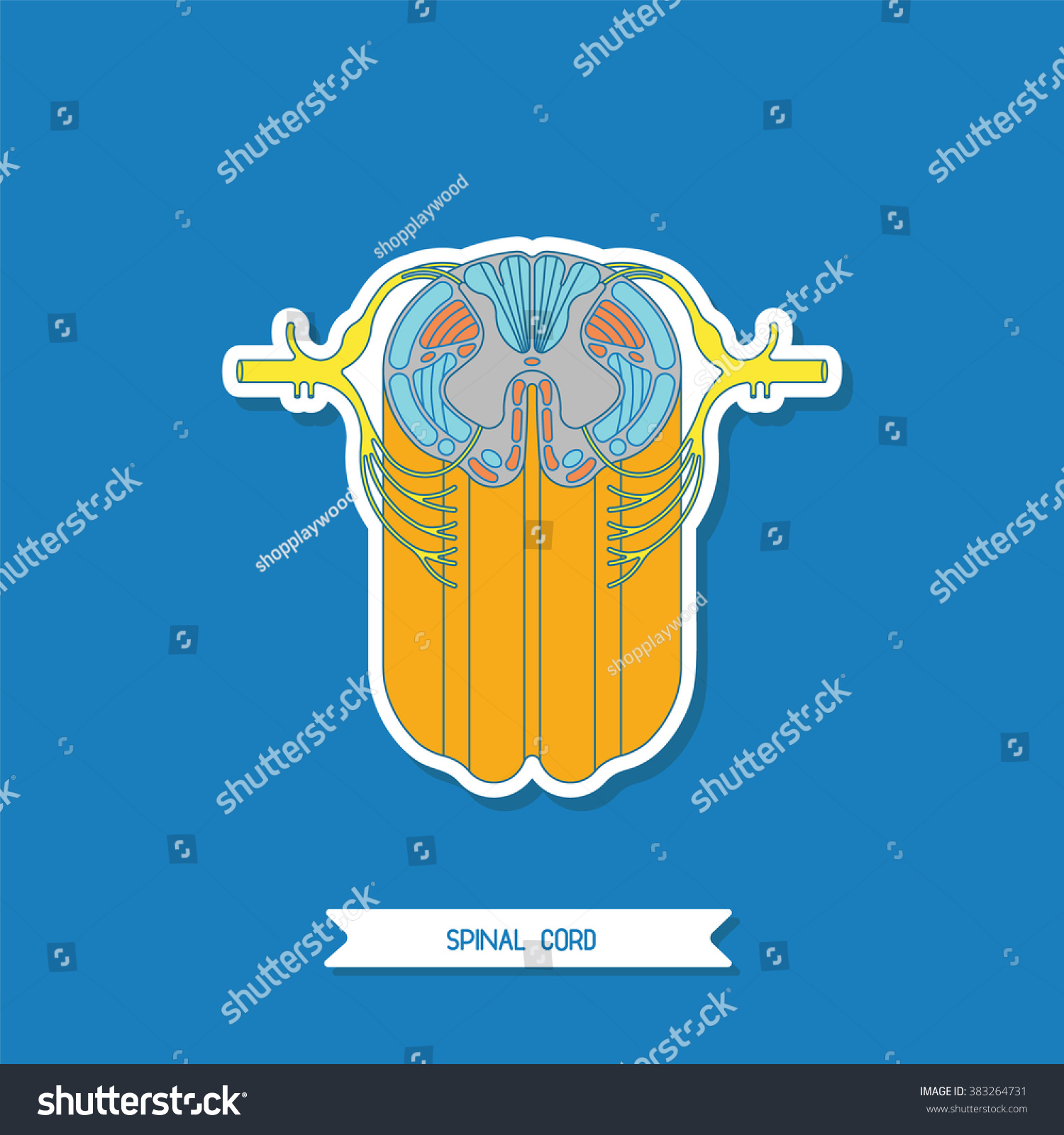 Diagram Illustrating Structure Spinal Cord Human Stock Illustration ...