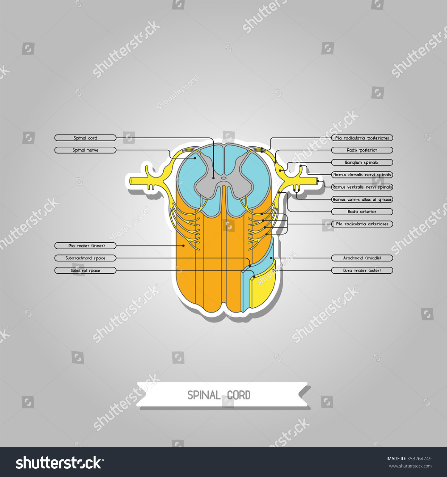 Diagram Illustrating Structure Spinal Cord Human Stock Illustration 