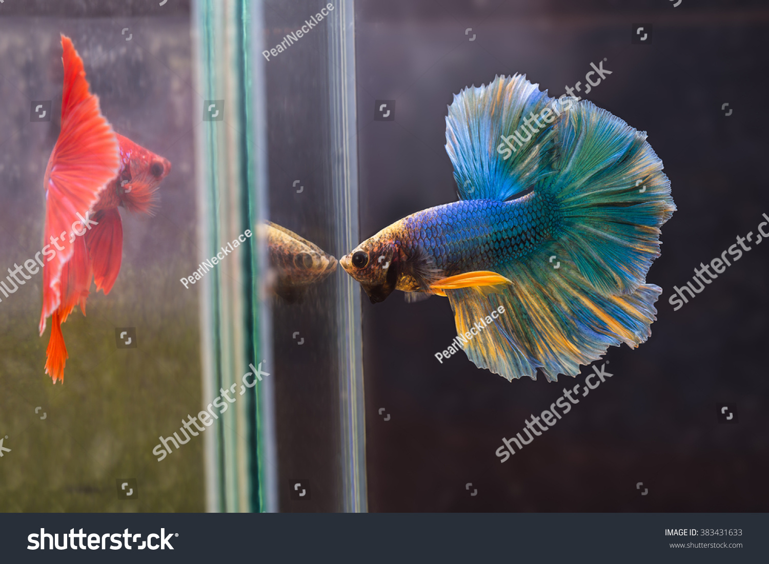 фото рыб петушков в аквариуме