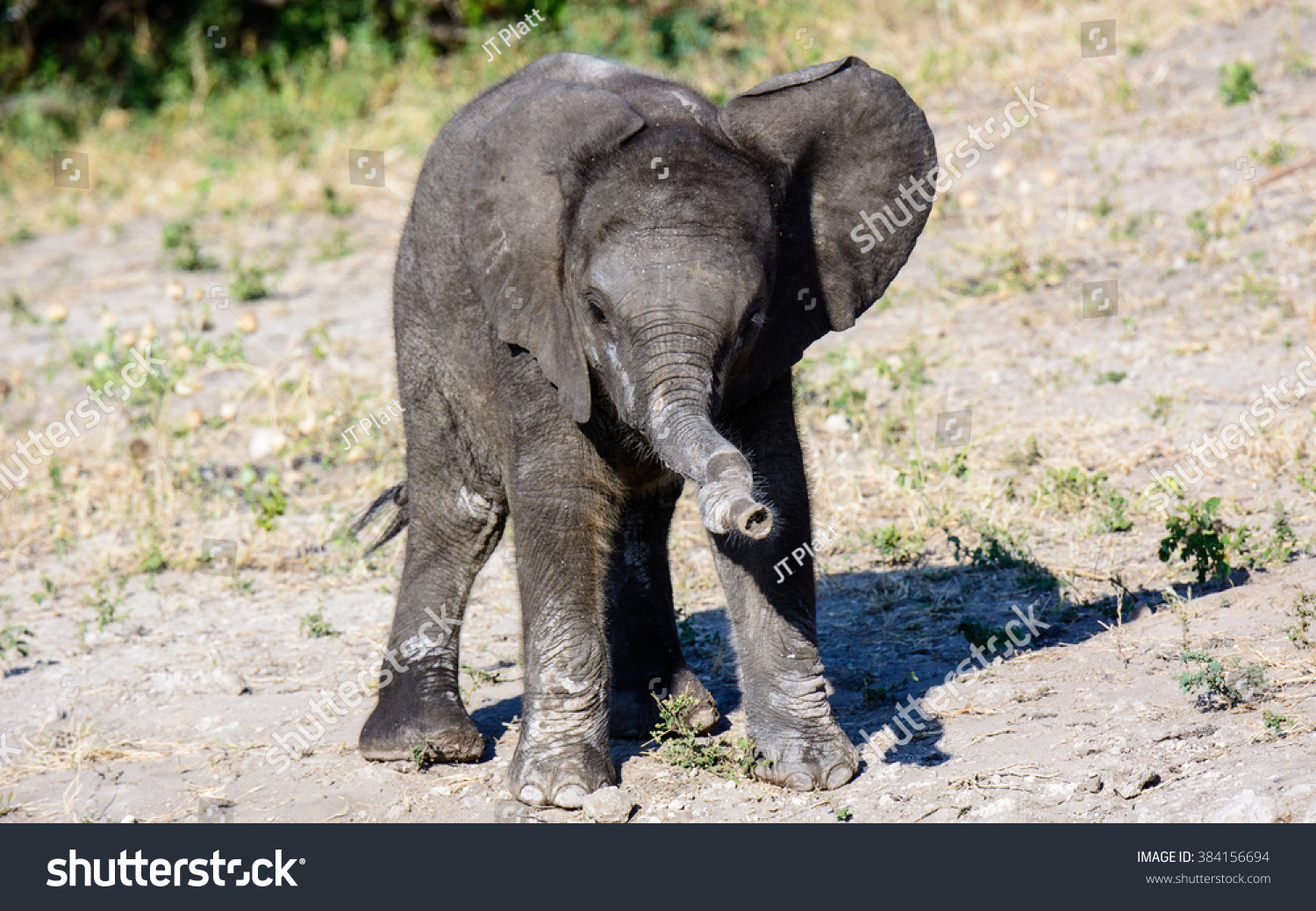 Baby Elephant Wonky Trunk Stock Photo 384156694 | Shutterstock
