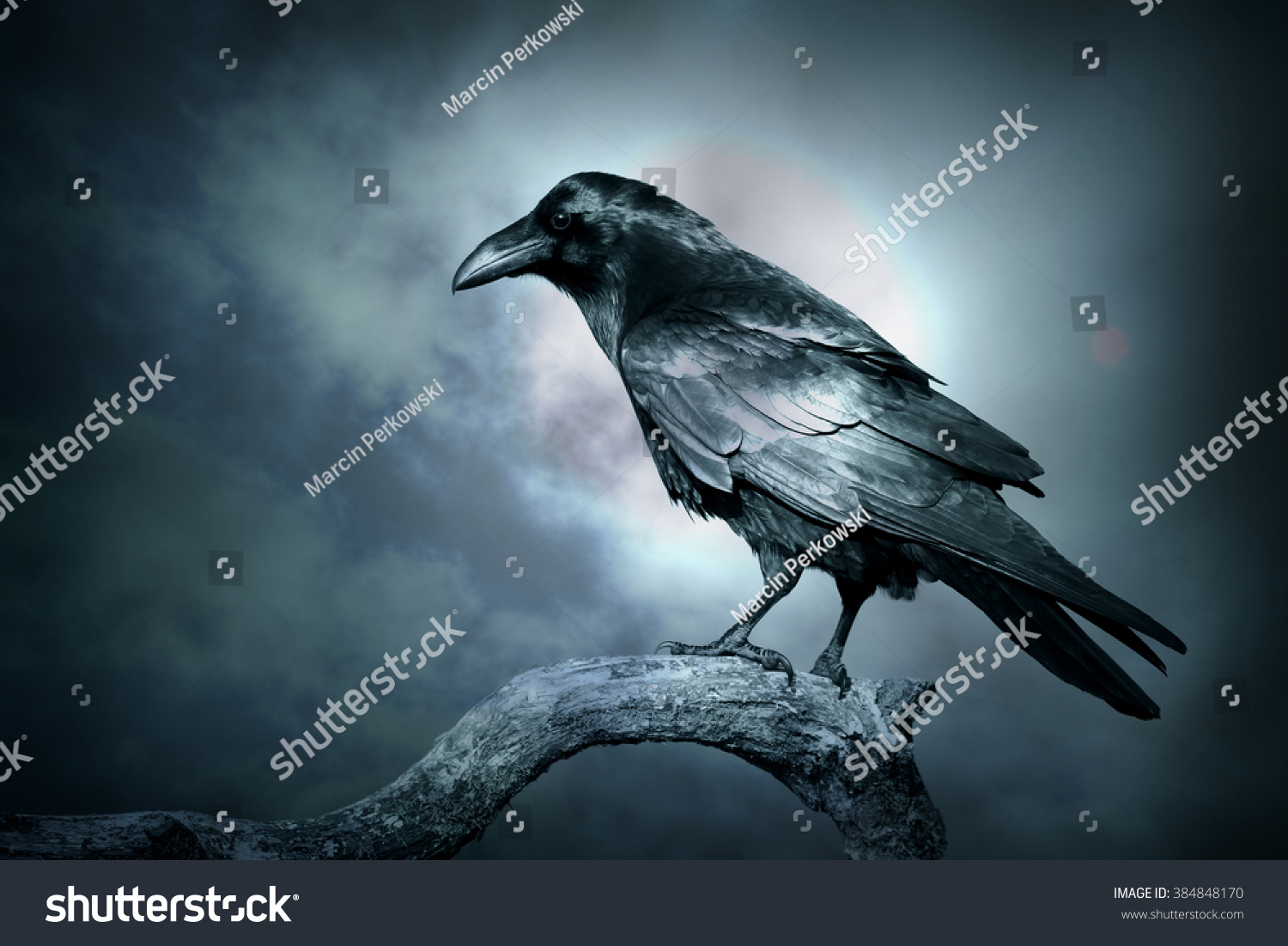 10,494 Scary Raven Images, Stock Photos & Vectors | Shutterstock