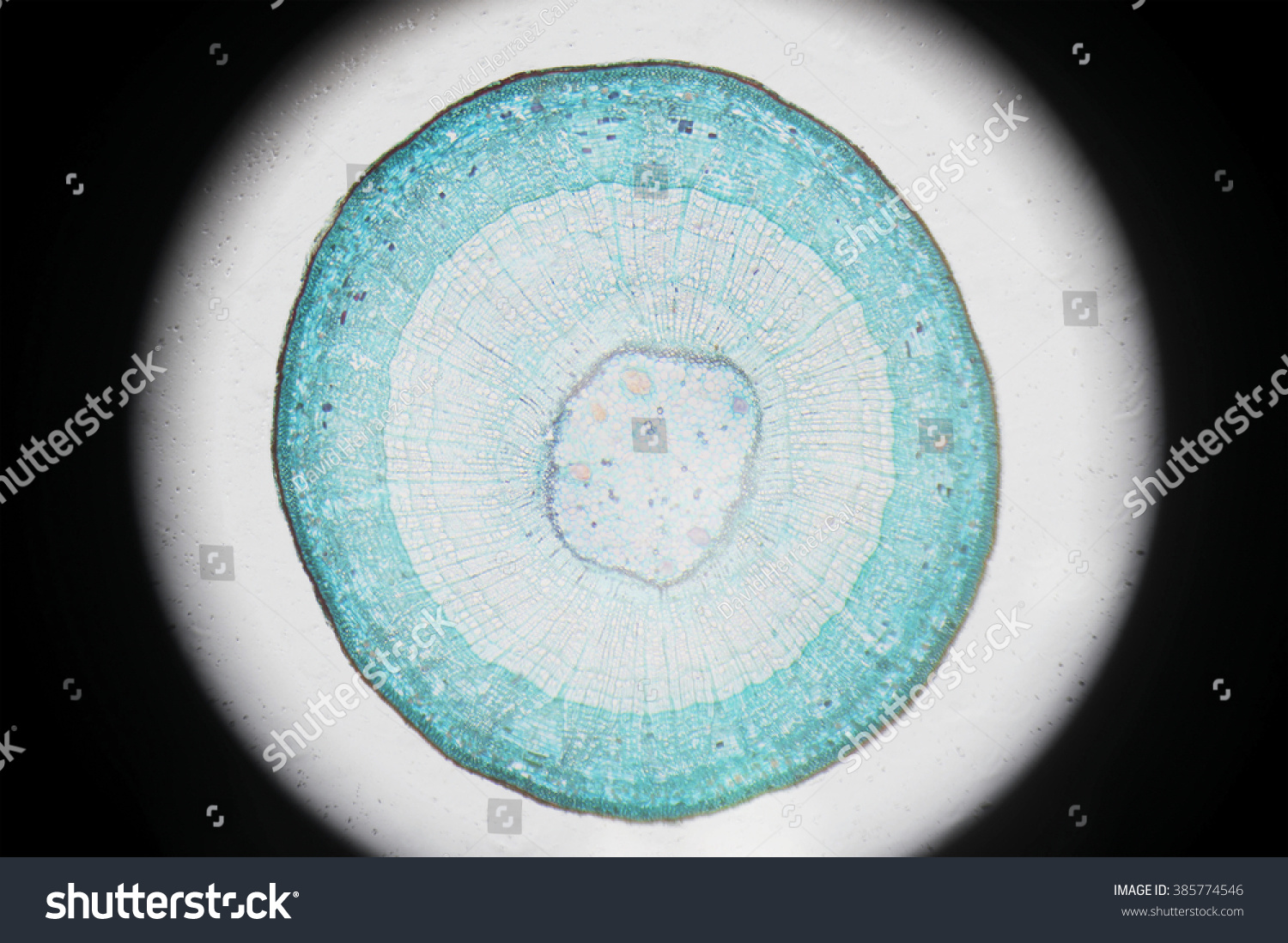 Steam wood dicotyledon фото 3