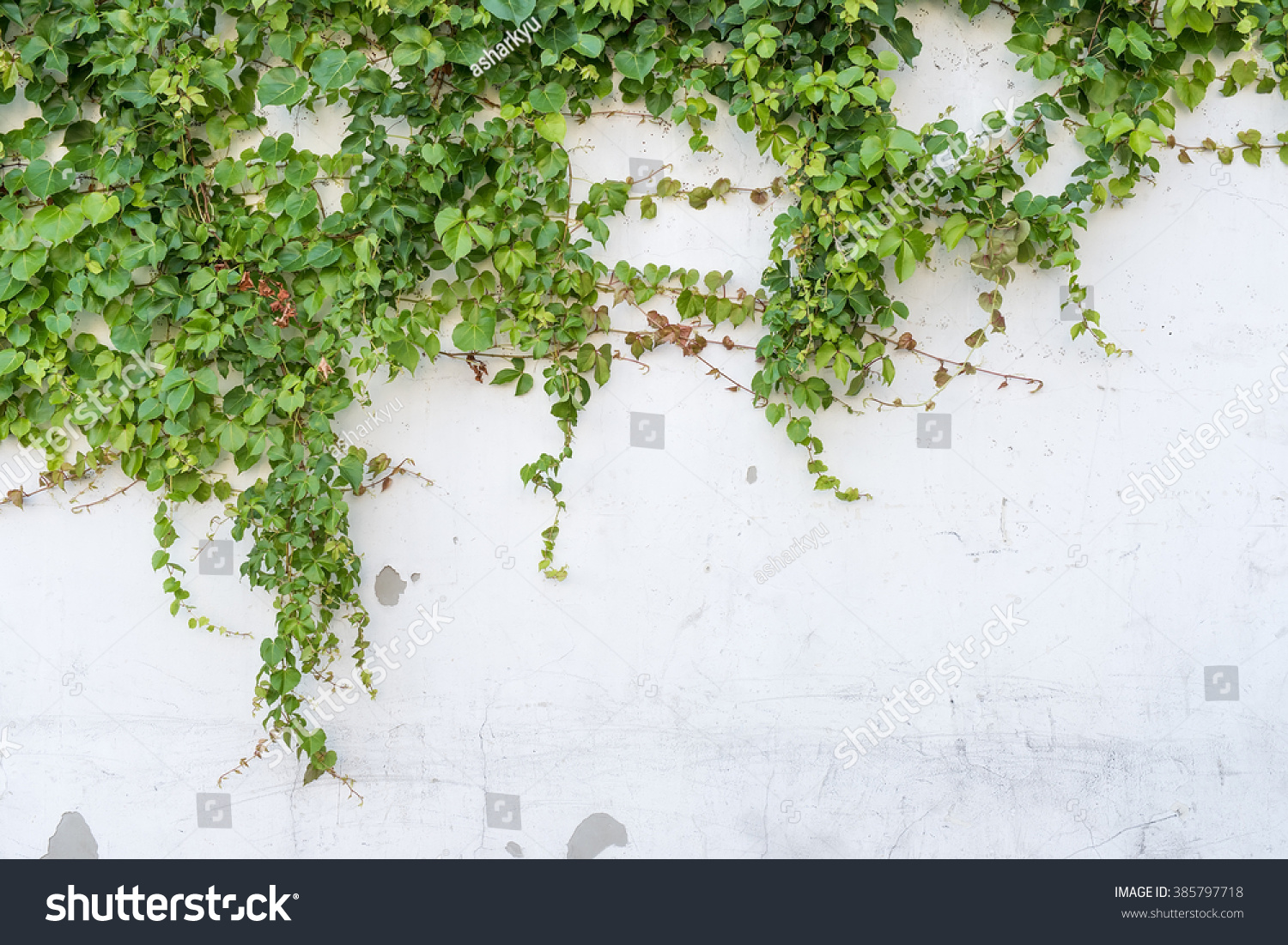 Ivy Leaves Isolated On White Background Stock Photo 385797718 ...