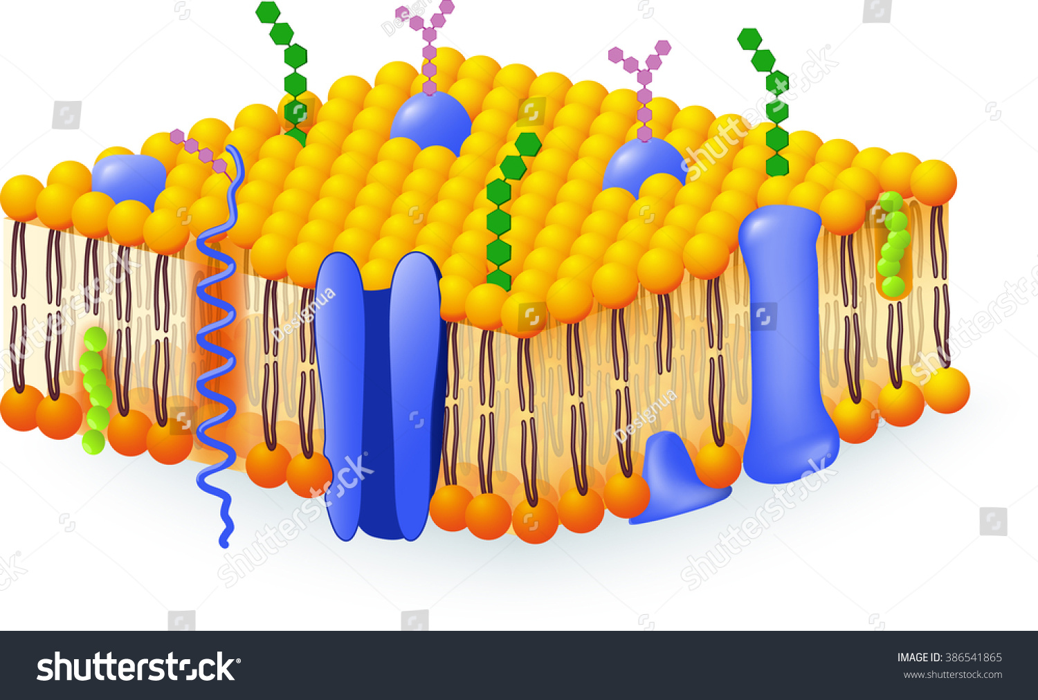 Мембрана a b d. Cell membrane. Cell membrane structure. Билипидный слой клетки на прозрачном фоне. Мембрана клетки решетка.